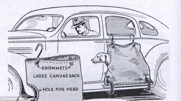 strange car dog sacks 