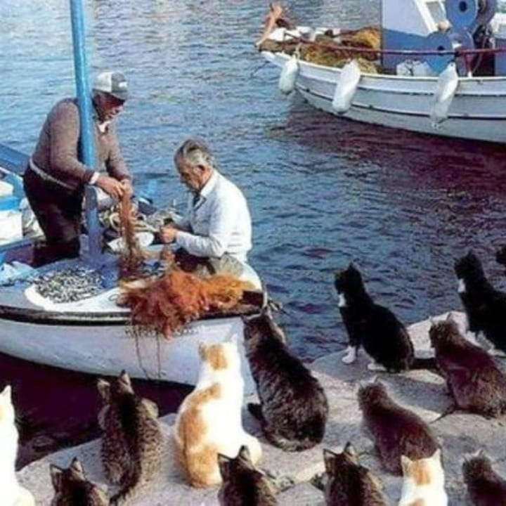 fishing cats
